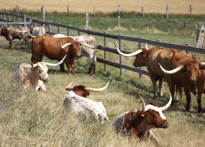 Harzhaus Harzblick *